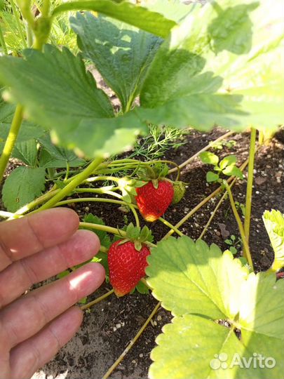 Коровий навоз перепревший готовый сухой