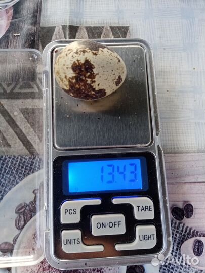 Яйца перепелиные домашние