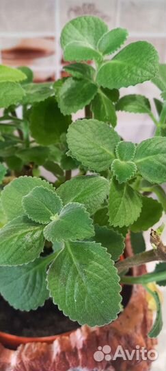Мята комнатная(плектрантус)