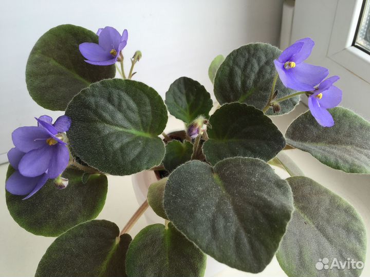 Цветущие фиалки