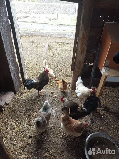 Птица (Петухи молодые) 2 штуки