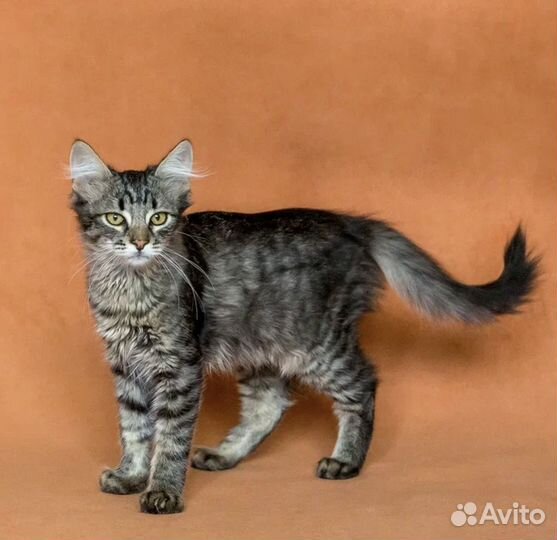 Пушистый Котенок из Донецка 3 мес. в дар