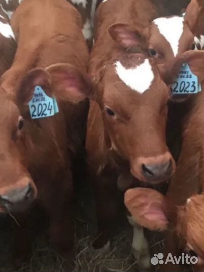Бычки и телята