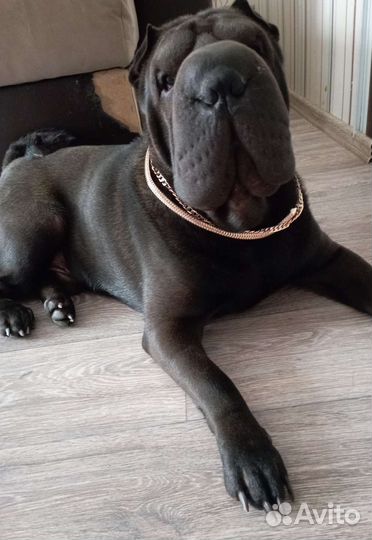 Шарпей вязка