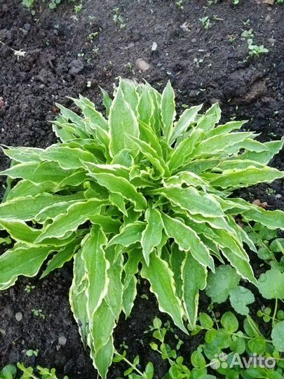 Цветы многолетники