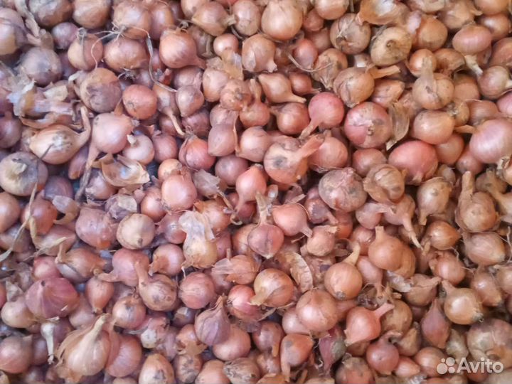 Мелкий лук на посадку весной. (на зелень)