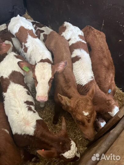 Крепкие телята бычки быстрая доставка