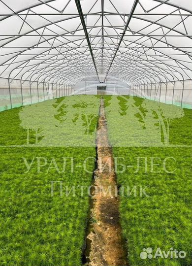 Сеянцы Лиственницы Сибирской с зкс