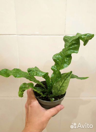 Папоротники коллекционные