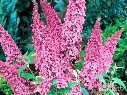 Буддлея давида видовая розовая