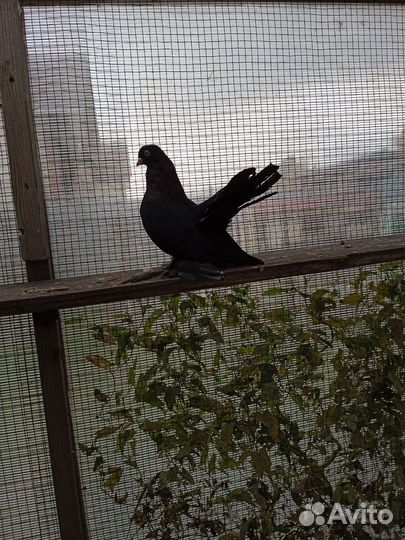 Статные голуби