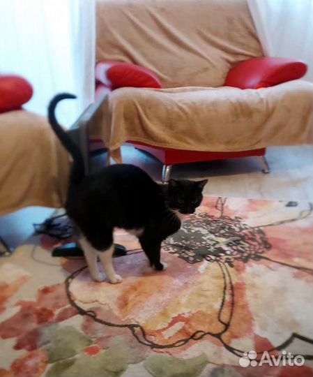 Молоденькая кошечка Алиса, в дар