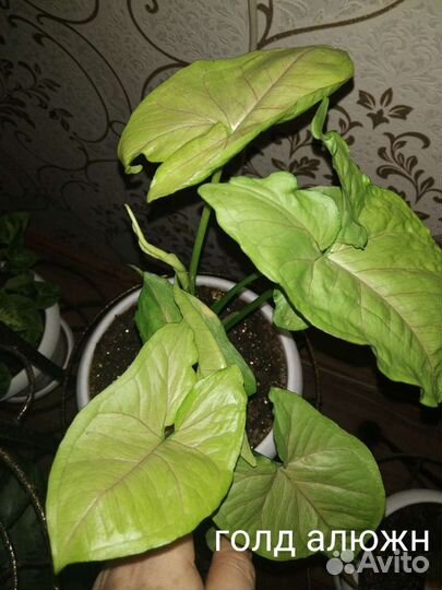 Сингониумы сортовые