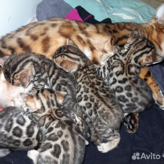 Бенгальская