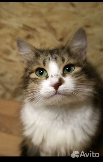 Кошка, кот, коты из Луганска