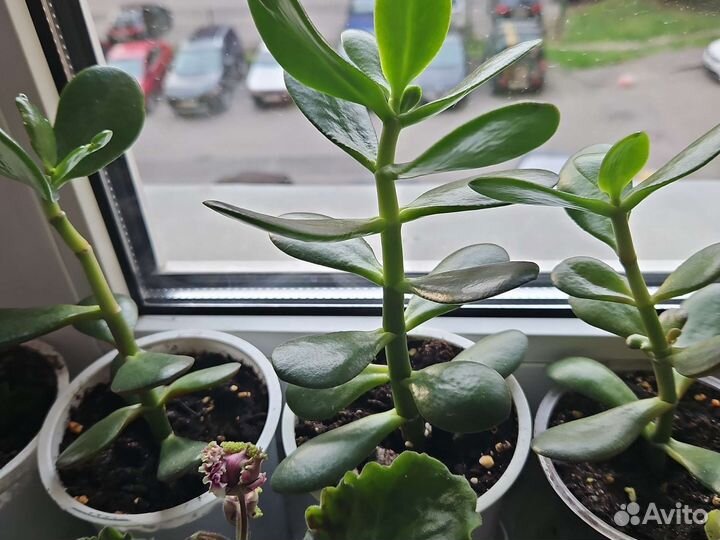 Толстянка(денежное дерево)