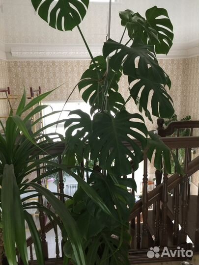 Монстера высотой 3,5 метра