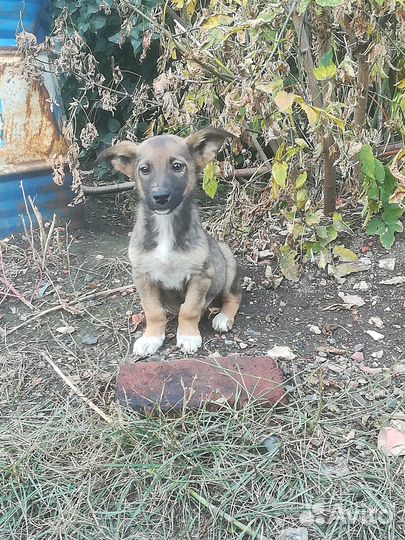 Щенок девочка