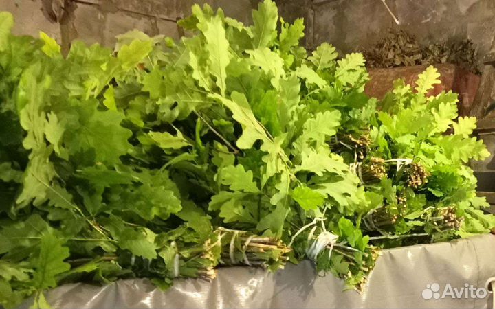 Дубовые веники для бани