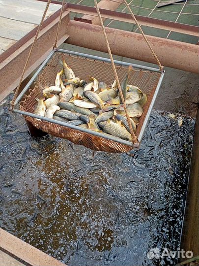 Карп живой оптом