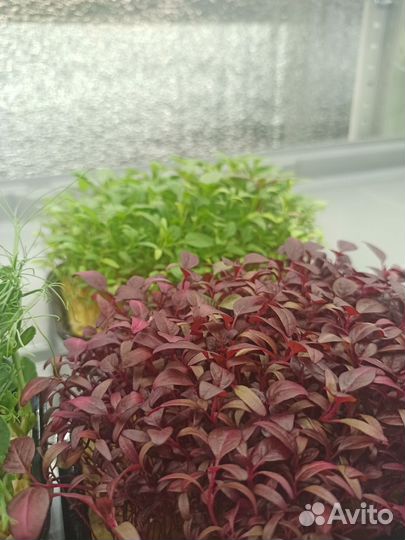 Микрозелень