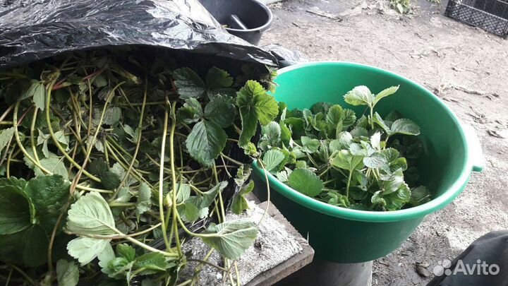 Усы клубники Альбион