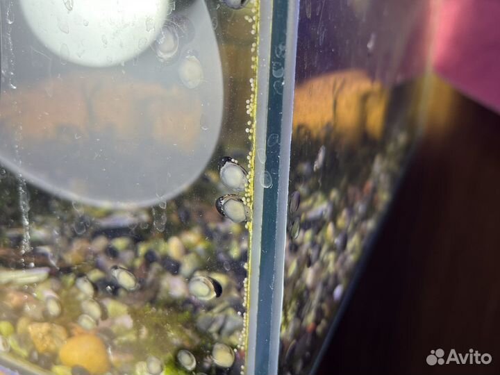 Улитки Теодоксус. Доставка. Самовывоз