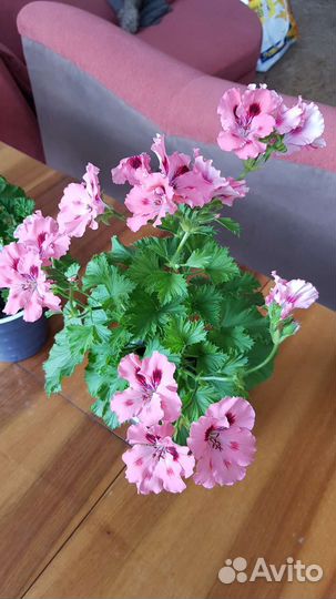 Пеларгония Королевская сортовая