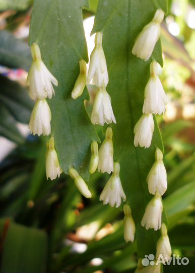 Комнатные домашние растения