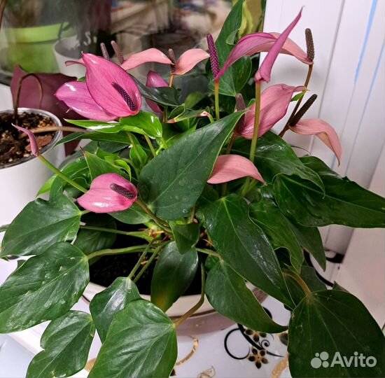 Антуриум зизу