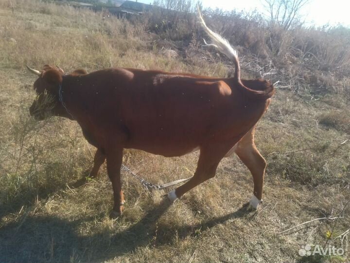 Корова первотелка