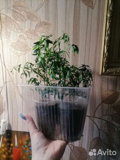 Домашние растения, цветы