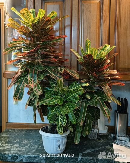 Кодиеум кротон