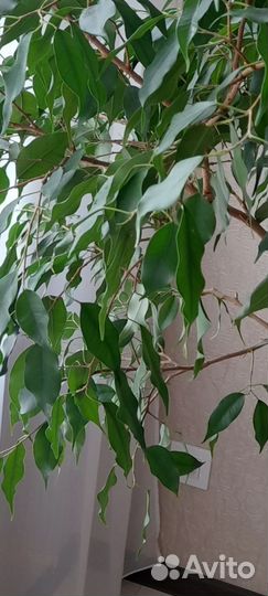 Фикус бенджамина экзотика
