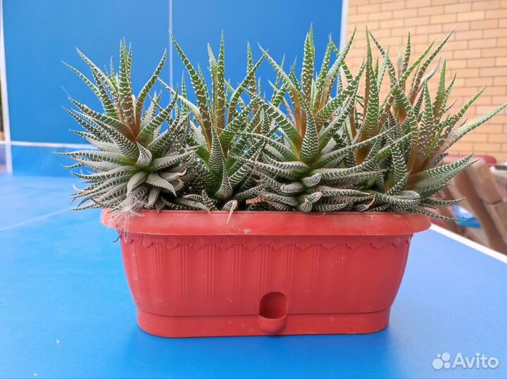 Хавортия, гастерия, кактусы