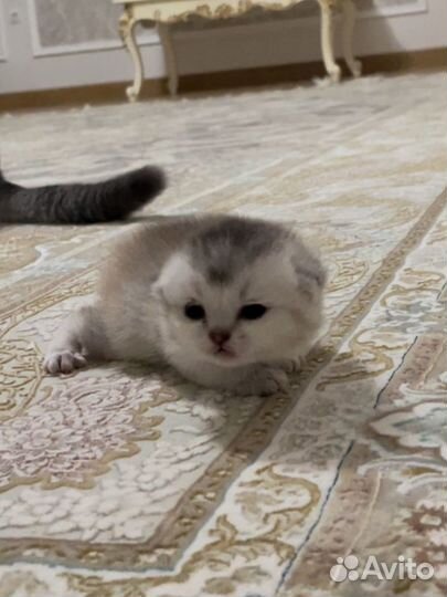 Британские котята