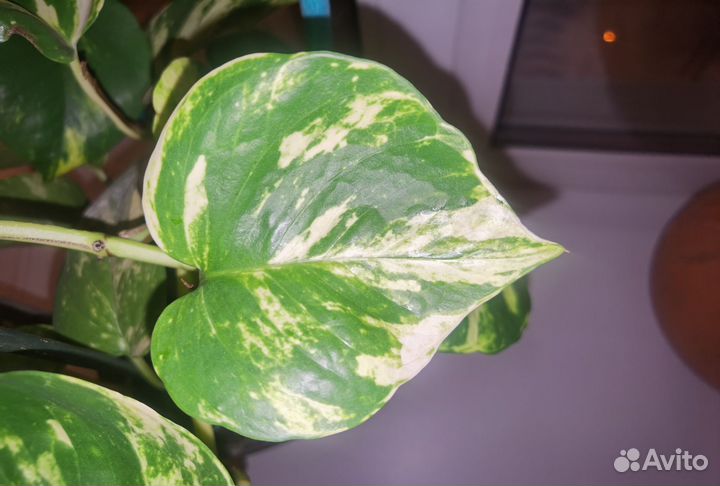 Эпипремнум золотистый