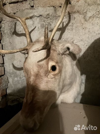 Чучело голова оленя