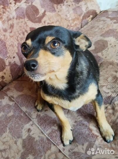 Той-терьер щенок девочка