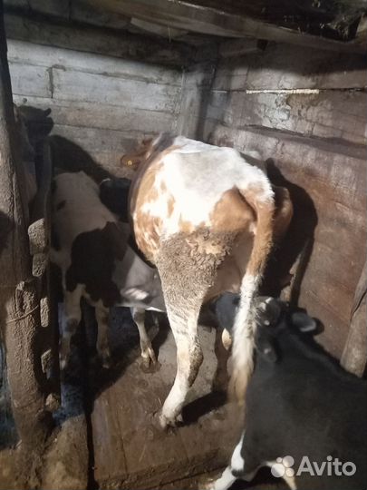 Коровы с телятами