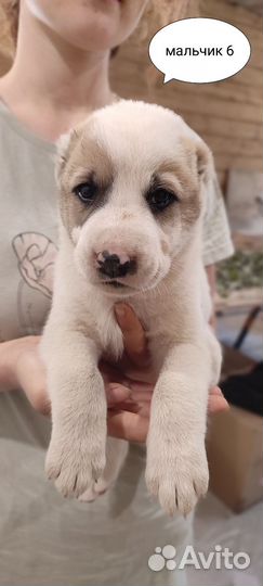 Щенки сао алабай