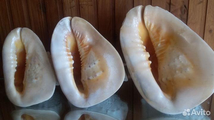 Морские ракушки раковины