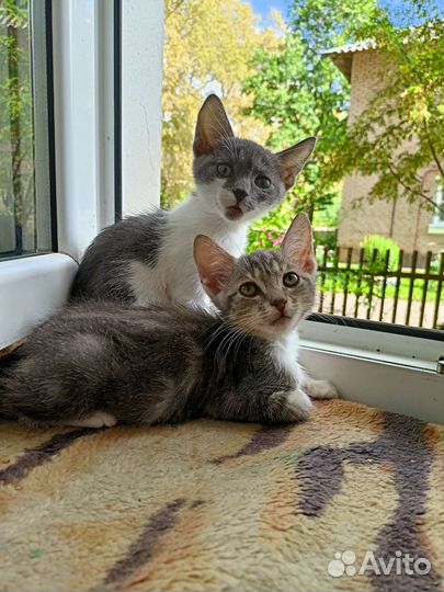 Котята в добрые руки мальчики