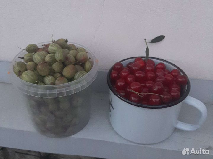 Вишня владимирская ягода, саженцы