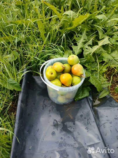 Груши-первые в этом году