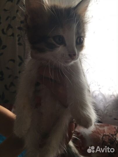 Котенок в дар бесплатно