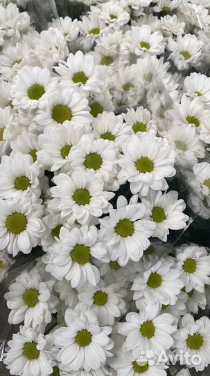 Хризантема