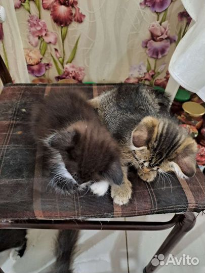 Кошки в добрые руки бесплатно