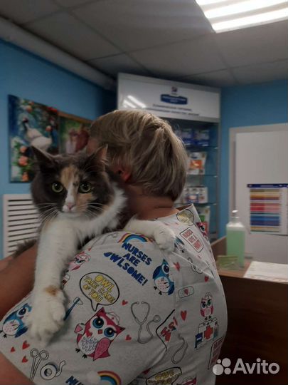 Шикарная приученная Ася 7мес