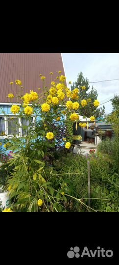 Многолетние садовые цветы